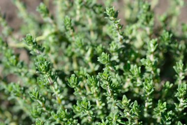Faustini kekik yaprakları - Latince adı - Thymus vulgaris Faustini