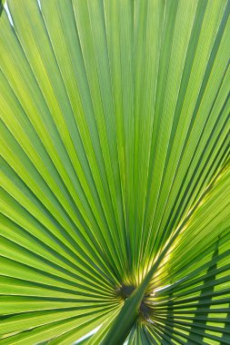 Sabal palm green leaf detail - Latin name - Sabal palmetto