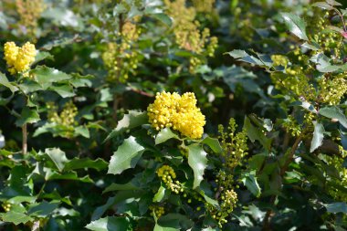 Oregon grape yellow flowers - Latin name - Berberis aquifolium