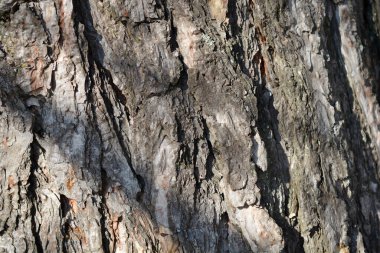 Siyah çam kabuğu detayı - Latince adı - Pinus nigra