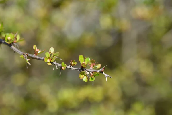 Japanese Barberry Branch Leaves Flower Buds Latin Name Berberis Thunbergii — Stockfoto