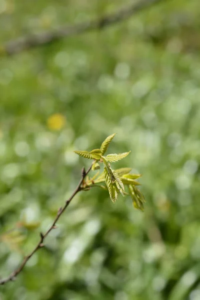 Lebanon Oak Branch New Leaves Latin Name Quercus Libani — Stok fotoğraf
