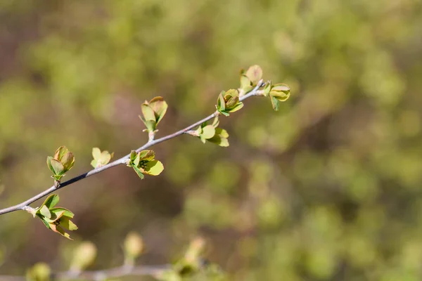 Van Houttes Spiraea Branch Leaves Flower Buds Latin Name Spiraea — Stock Photo, Image
