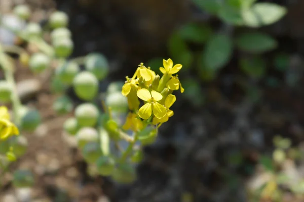 Greckie Kwiaty Bladderpod Łacińska Nazwa Alyssoides Utriculata — Zdjęcie stockowe