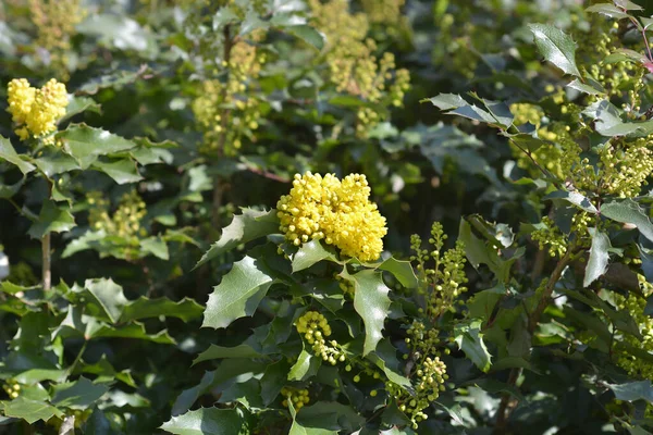 Oregon Grape Yellow Flowers Latin Name Berberis Aquifolium — Stock Fotó