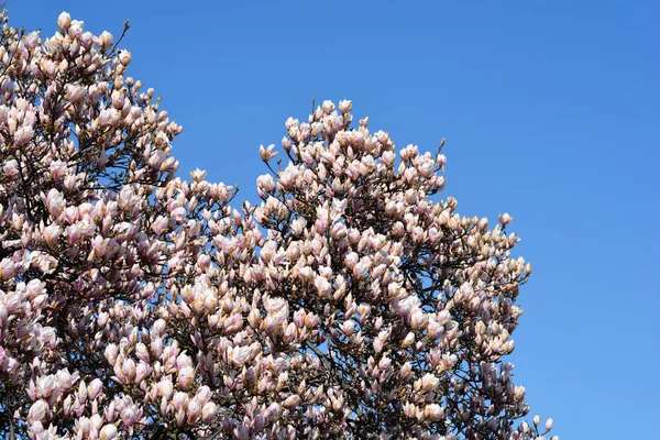 Magnolia branches with flowers against blue sky - Latin name - Magnolia x soulangeana