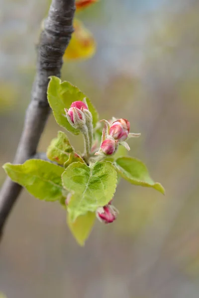 Mantet apple branch with flower buds - Latin name - Malus domestica Mantet