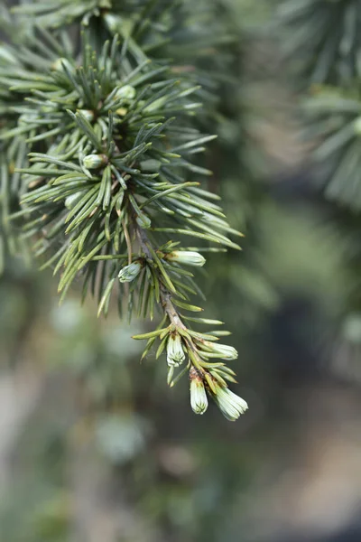 Плачущий Синий Атлас Кедровой Ветви Латинское Название Cedrus Atlantica Glauca — стоковое фото