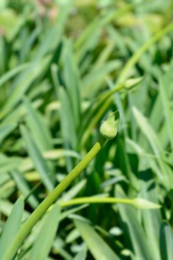 Afrikalı Lily çiçeği tomurcuğu - Latince adı - Agapanthus africanus