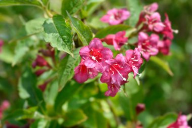 Weigela Bristol Ruby red flowers - Latin name - Weigela florida Bristol Ruby