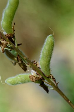 Large leaved lupine seed pods - Latin name - Lupinus polyphyllus