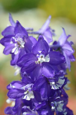 Delphinium blue and white flowers - Latin name - Delphinium Magic Fountain Blue