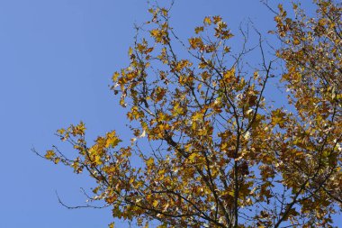 London plane branch with brown leaves against blue sky - Latin name - Platanus x hispanica