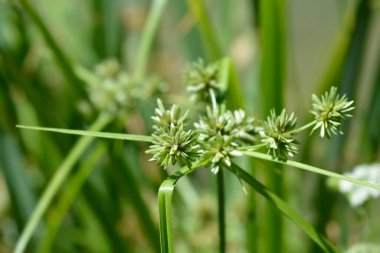 Tall flatsedge - Latin name - Cyperus eragrostis