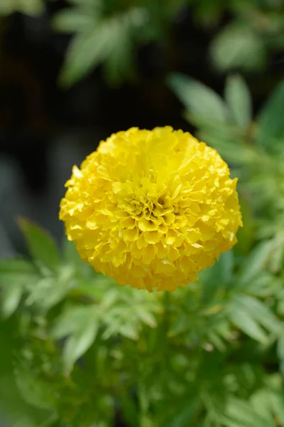Mexican Marigold Yellow Flower Latin Name Tagetes Erecta — Stock Fotó