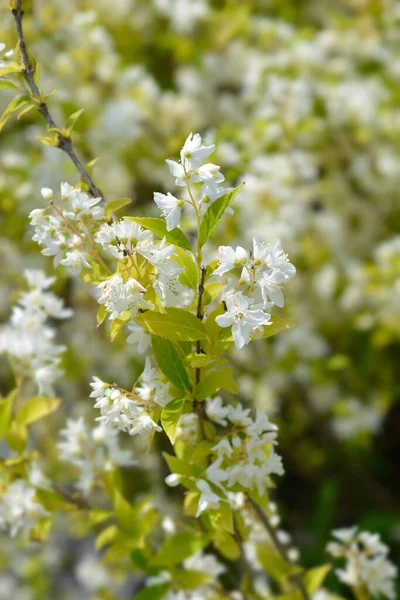 Flores Brancas Esbeltas Deutzia Nome Latino Deutzia Gracilis — Fotografia de Stock