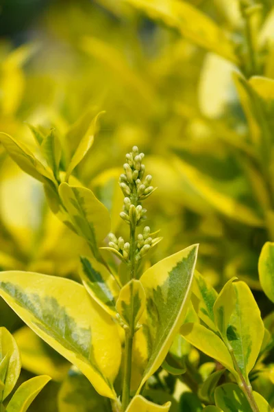 Golden Privet Flower Buds Latin Name Ligustrum Ovalifolium Aureum — Stock Photo, Image