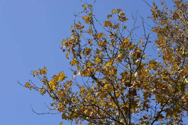 London plane branch with brown leaves against blue sky - Latin name - Platanus x hispanica