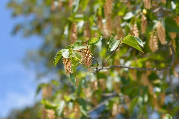 European Hop Hornbeam Branches Seeds Latin Name Ostrya Carpinifolia — Photo