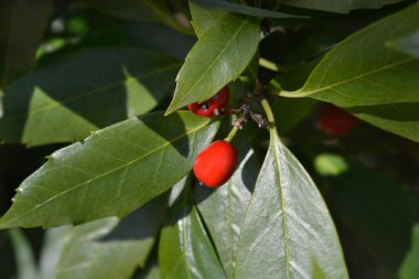 Japonca defne meyvesi - Latince adı - Aucuba japonica