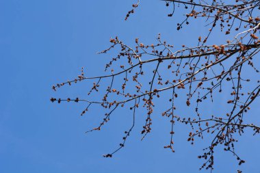 Mavi gökyüzüne karşı çiçekli gümüş akçaağaç dalları Latince adı Acer Saccharinum