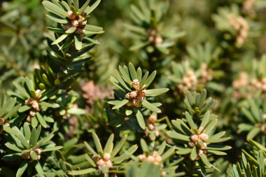 Japon porsuk yaprakları ve küçük çiçekler, Latince adı Taxus cuspidata var. Büyükanne.