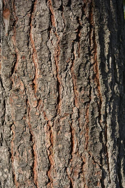 Corteccia Pino Bianco Orientale Nome Latino Pinus Strobus — Foto Stock