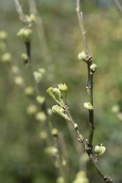 Arbusto Pisello Siberiano Con Germogli Foglie Nome Latino Caragana Arborescens — Foto Stock