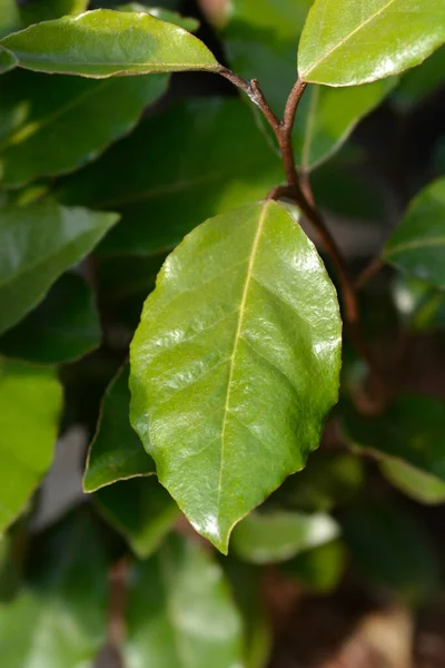 Oleaster Compacta Leaves Латинское Название Elaeagnus Submacrophylla Compacta — стоковое фото