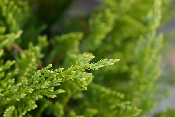 Ramoscello Savana Dalle Foglie Tamarisk Nome Latino Juniperus Sabina Tamariscifolia — Foto Stock