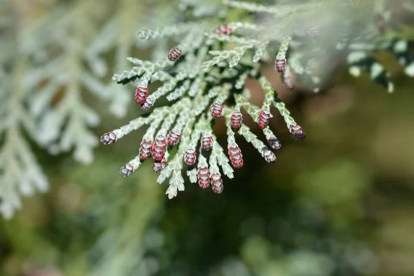 Lawsons Cypress Triomf van Boskoop, Latin adı Chamaecyparis lawsoniana Triomf van Boskoop.
