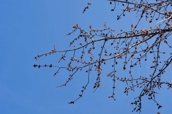 Mavi gökyüzüne karşı çiçekli gümüş akçaağaç dalları Latince adı Acer Saccharinum