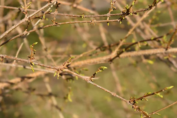 Weeping Forsythia Branches Buds Latin Name Forsythia Suspensa — Stock Photo, Image