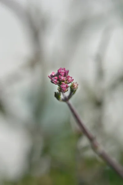 Verveine Verticale Bourgeons Fleurs Sucette Nom Latin Verbena Bonariensis Sucette — Photo