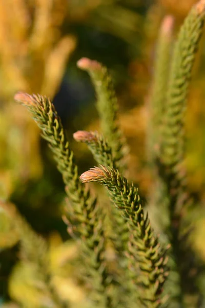 Japanese Cedar Dinger Branches Latin Name Cryptomeria Japonica Dinger — Zdjęcie stockowe