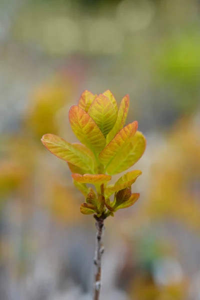 Smoke Tree Golden Spirit New Leaves Latin Name Cotinus Coggygria — Stock Photo, Image