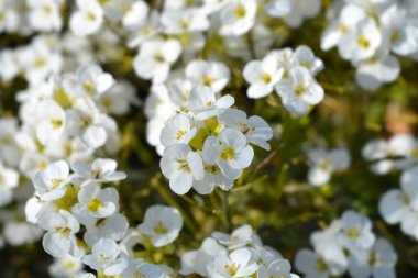 Bahçe Arap beyaz çiçekleri - Latince adı - Arap Kafkasya