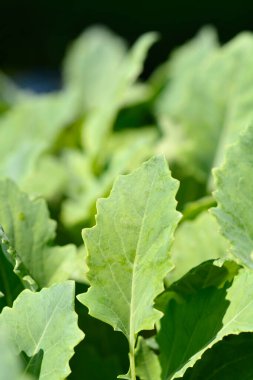 Kohlrabi leaves - Latin name - Brassica oleracea var. gongylodes