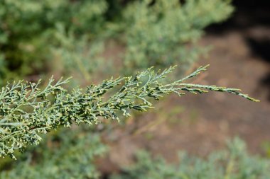 Juniper Hetzii şubesi - Latince adı - Juniperus x pfitzeriana Hetzii