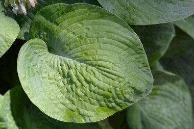 Plantain Lily Elegans Latince adı Hosta sieboldiana Elegans olan