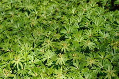 Winter aconite plants leaves and seed pods - Latin name - Eranthis hyemalis