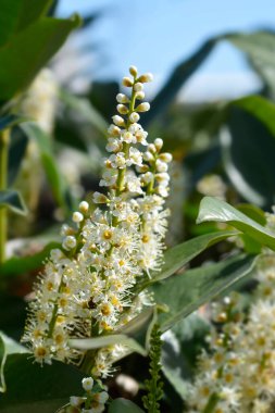 Laurel kiraz çiçekleri - Latince adı - Prunus laurocerasus