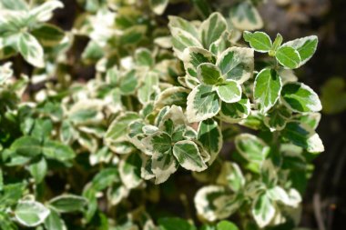 Değişik Kış Sürüngeni Latince adı Euonymus Fortei Variegatus 'tan ayrılır.