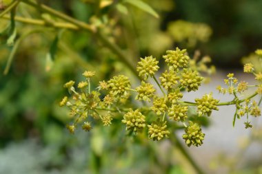 Lovage yellow flowers - Latin name - Levisticum officinale