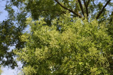 Japanese pagoda tree branches with flowers - Latin name - Sophora japonica