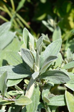 Everlasting Summer Snow flower bud - Latin name - Anaphalis triplinervis Sommerschnee