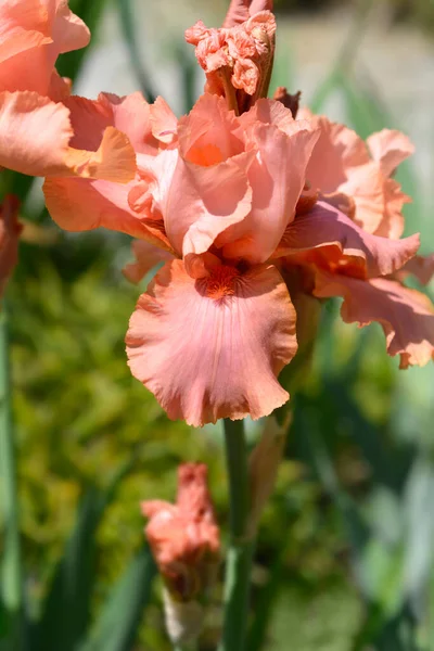 Tall bearded iris Far Corners flower - Latin name - Iris barbata elatior Far Corners