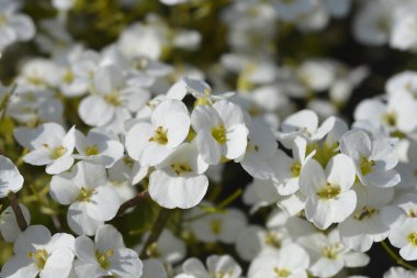 Bahçe Arap beyaz çiçekleri - Latince adı - Arap Kafkasya