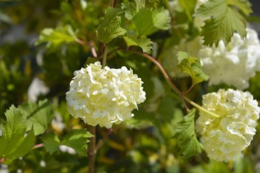Kırmızı Guelder Gülleri - Latince adı Viburnum opulus Roseum