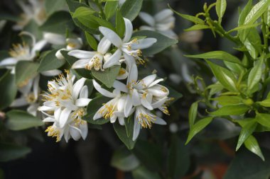Myrtle yapraklı turuncu beyaz çiçekler - Latince adı - Citrus myrtifolia